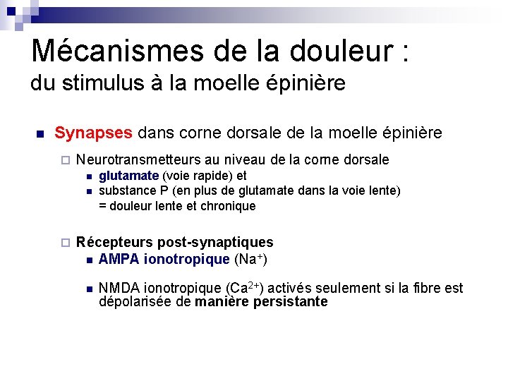 Mécanismes de la douleur : du stimulus à la moelle épinière n Synapses dans