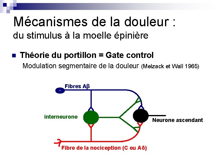 Mécanismes de la douleur : du stimulus à la moelle épinière n Théorie du