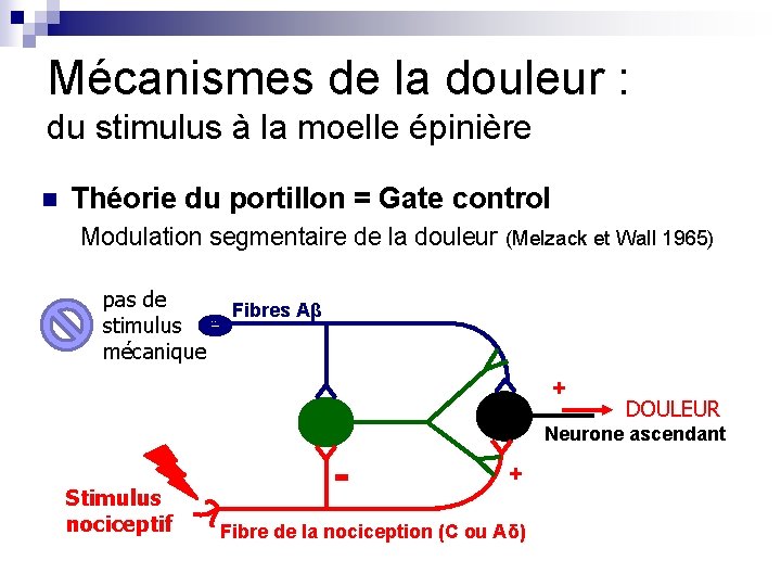 Mécanismes de la douleur : du stimulus à la moelle épinière n Théorie du