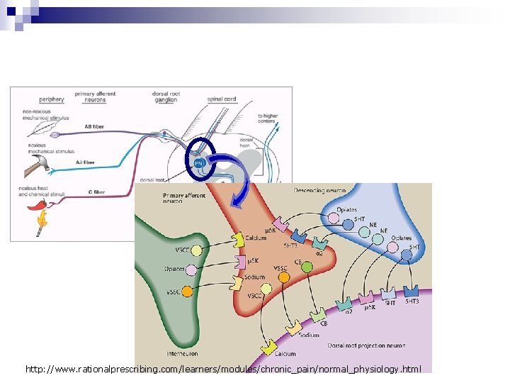 http: //www. rationalprescribing. com/learners/modules/chronic_pain/normal_physiology. html 