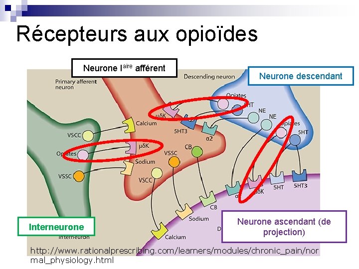 Récepteurs aux opioïdes Neurone Iaire afférent Interneurone Neurone descendant Neurone ascendant (de projection) http: