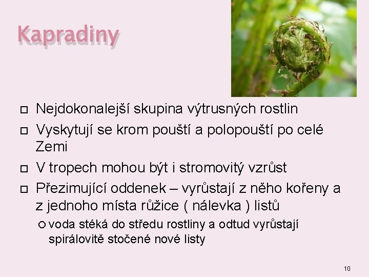 Kapradiny Nejdokonalejší skupina výtrusných rostlin Vyskytují se krom pouští a polopouští po celé Zemi