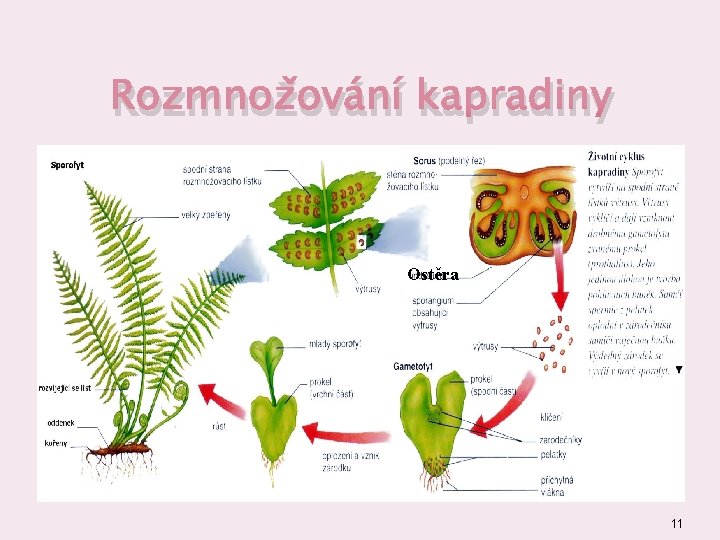 Rozmnožování kapradiny Ostěra 11 