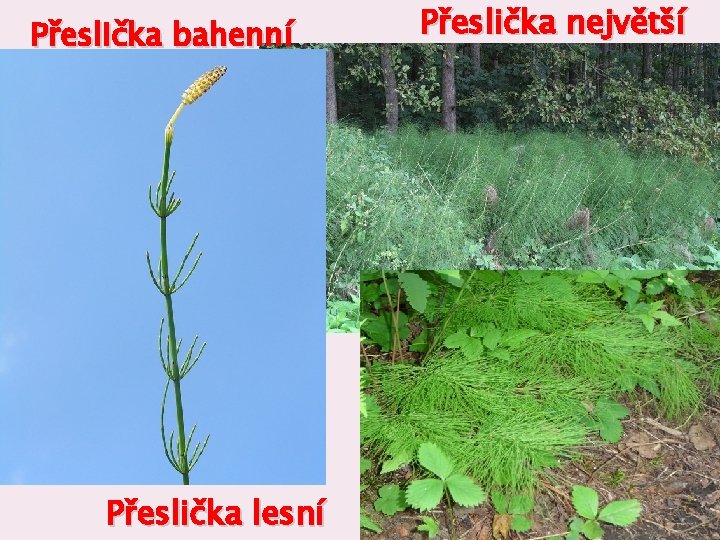 Přeslička bahenní Přeslička lesní Přeslička největší 7 