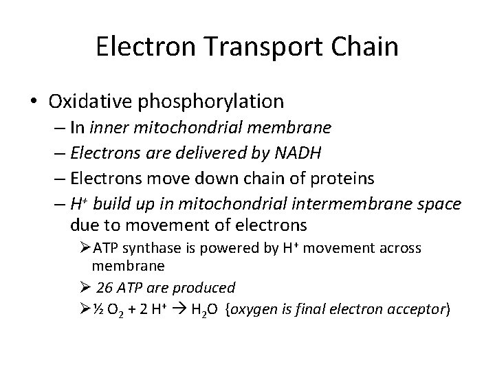 Electron Transport Chain • Oxidative phosphorylation – In inner mitochondrial membrane – Electrons are