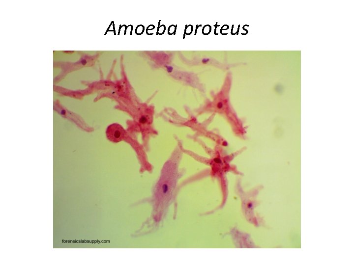 Amoeba proteus 