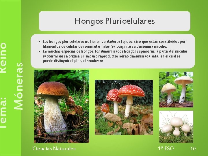 Tema: Reino Móneras Hongos Pluricelulares • Los hongos pluricelulares no tienen verdaderos tejidos, sino