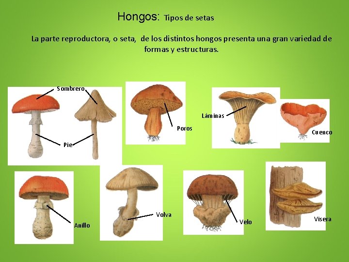 Hongos: Tipos de setas La parte reproductora, o seta, de los distintos hongos presenta