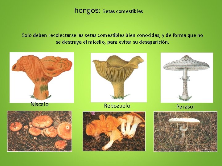 hongos: Setas comestibles Solo deben recolectarse las setas comestibles bien conocidas, y de forma