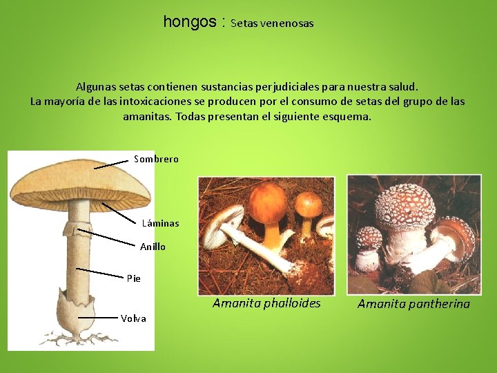 hongos : Setas venenosas Algunas setas contienen sustancias perjudiciales para nuestra salud. La mayoría