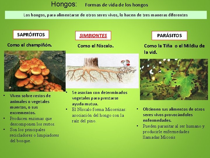 Hongos: Formas de vida de los hongos Los hongos, para alimentarse de otros seres