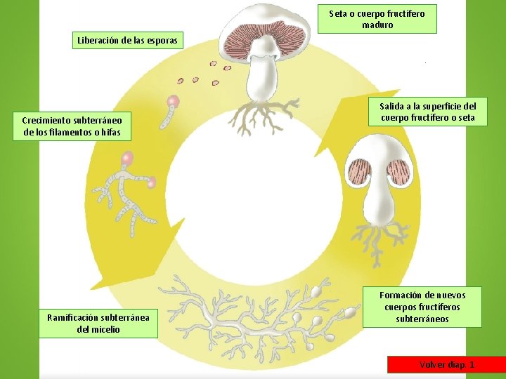 Seta o cuerpo fructífero maduro Liberación de las esporas Crecimiento subterráneo de los filamentos