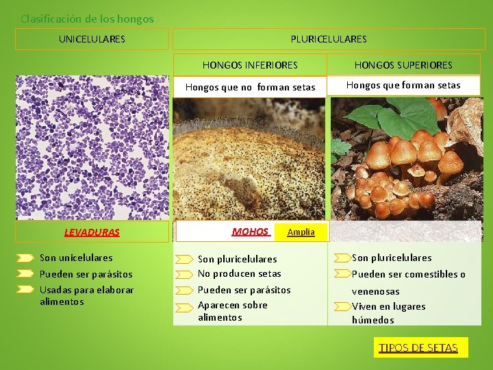 Clasificación de los hongos UNICELULARES LEVADURAS Son unicelulares Pueden ser parásitos Usadas para elaborar