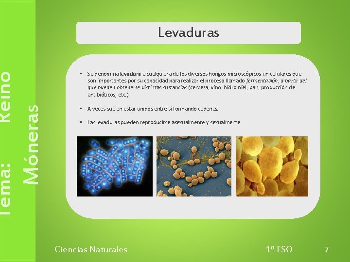 Tema: Reino Móneras Levaduras • Se denomina levadura a cualquiera de los diversos hongos