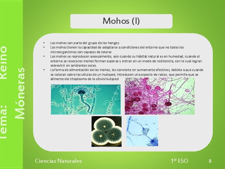 Tema: Reino Móneras Mohos (I) • • Los mohos son parte del grupo de