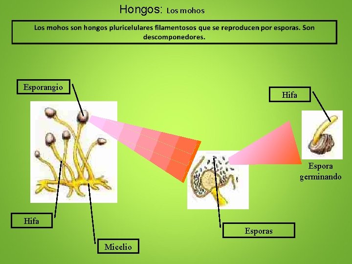 Hongos: Los mohos Esporangio Hifa Espora germinando Hifa Esporas Micelio 