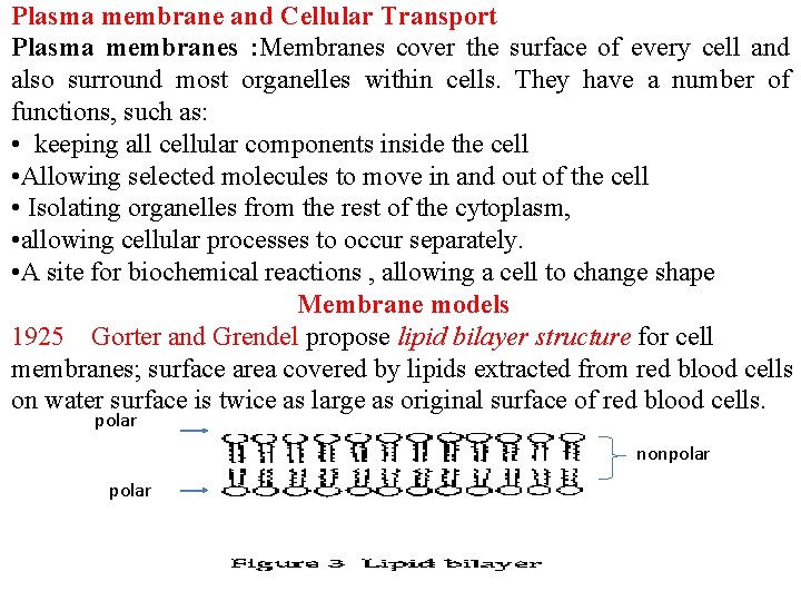 Plasma membrane and Cellular Transport Plasma membranes : Membranes cover the surface of every
