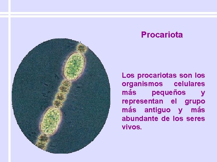 Procariota Los procariotas son los organismos celulares más pequeños y representan el grupo más