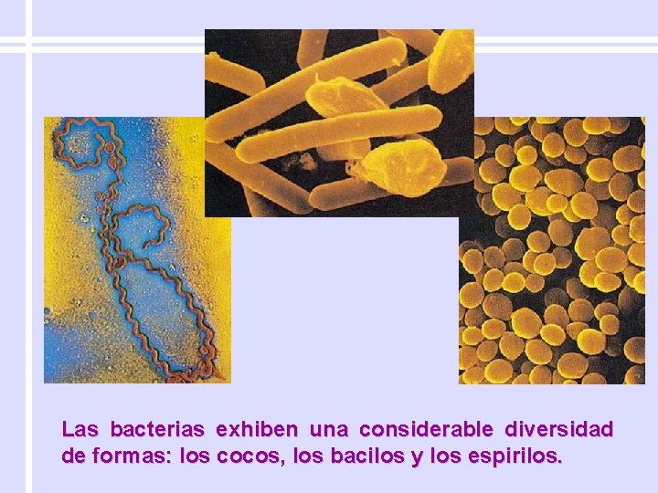 Las bacterias exhiben una considerable diversidad de formas: los cocos, los bacilos y los