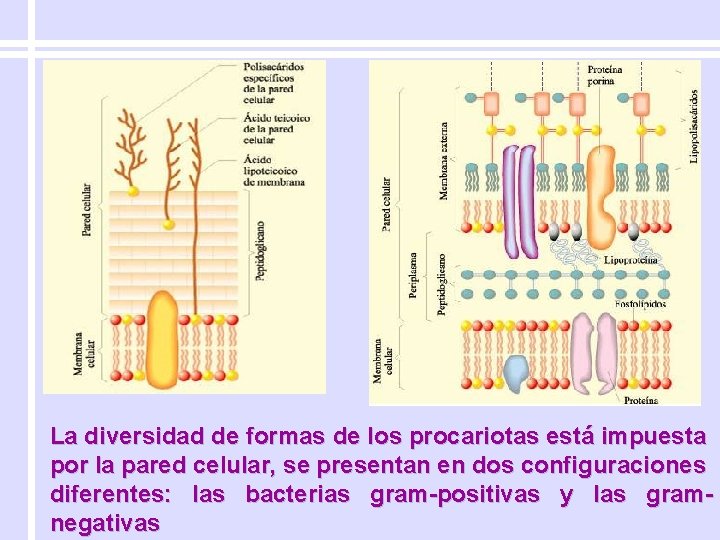 La diversidad de formas de los procariotas está impuesta por la pared celular, se