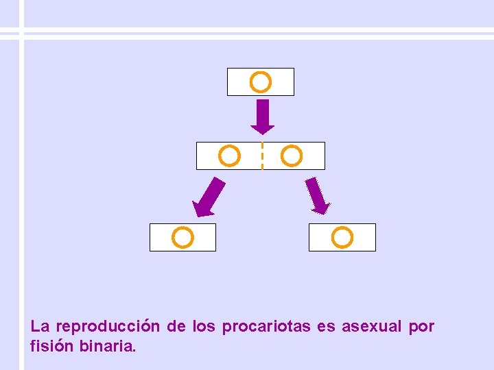 La reproducción de los procariotas es asexual por fisión binaria. 