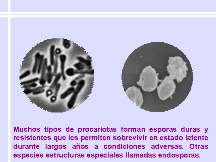 Muchos tipos de procariotas forman esporas duras y resistentes que les permiten sobrevivir en