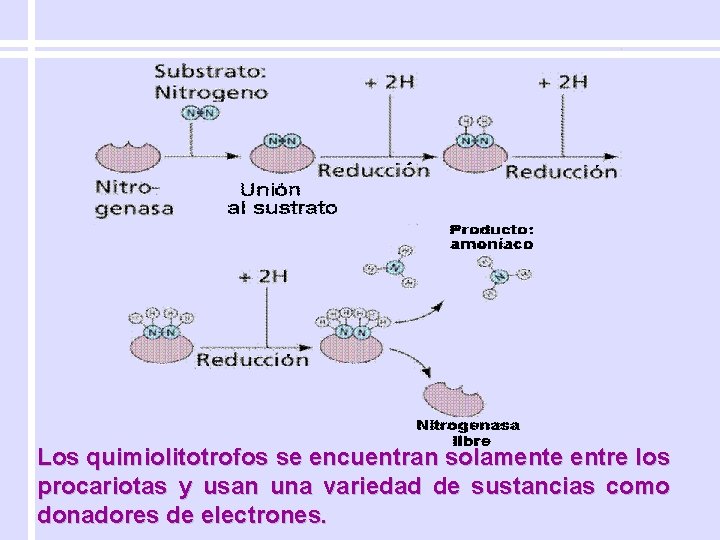 Los quimiolitotrofos se encuentran solamente entre los procariotas y usan una variedad de sustancias