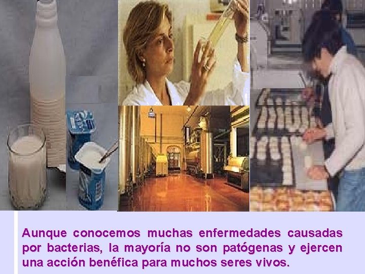 Aunque conocemos muchas enfermedades causadas por bacterias, la mayoría no son patógenas y ejercen