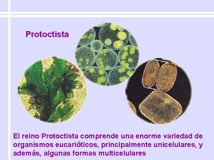 Protoctista El reino Protoctista comprende una enorme variedad de organismos eucarióticos, principalmente unicelulares, y