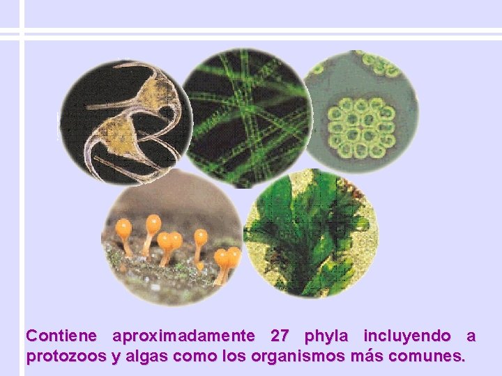 Contiene aproximadamente 27 phyla incluyendo a protozoos y algas como los organismos más comunes.