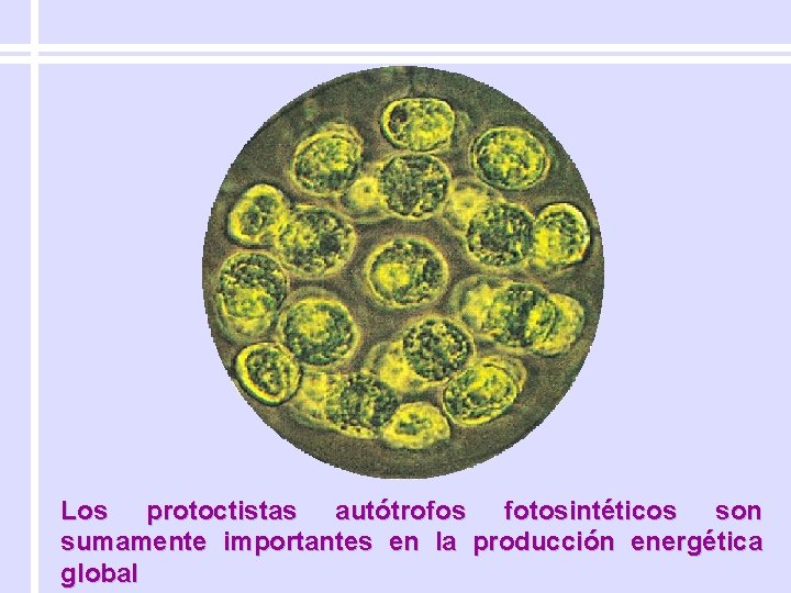 Los protoctistas autótrofos fotosintéticos son sumamente importantes en la producción energética global 