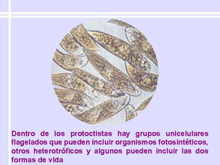 Dentro de los protoctistas hay grupos unicelulares flagelados que pueden incluir organismos fotosintéticos, otros