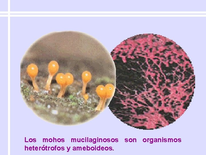 Los mohos mucilaginosos son organismos heterótrofos y ameboideos. 