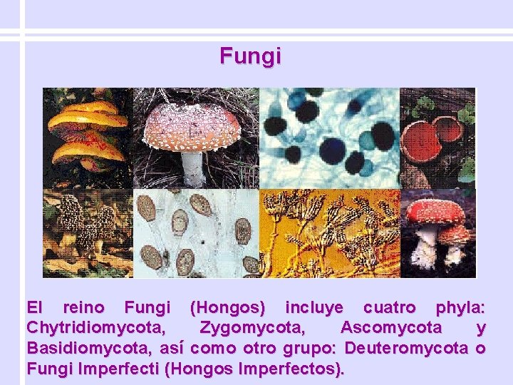 Fungi El reino Fungi (Hongos) incluye cuatro phyla: Chytridiomycota, Zygomycota, Ascomycota y Basidiomycota, así