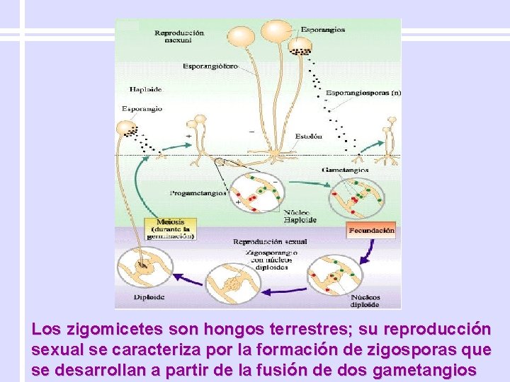 Los zigomicetes son hongos terrestres; su reproducción sexual se caracteriza por la formación de