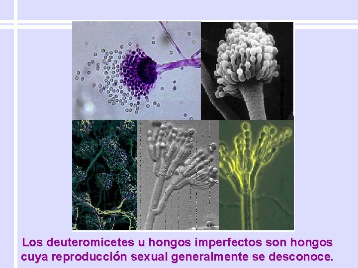 Los deuteromicetes u hongos imperfectos son hongos cuya reproducción sexual generalmente se desconoce. 