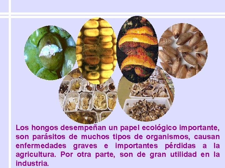 Los hongos desempeñan un papel ecológico importante, son parásitos de muchos tipos de organismos,