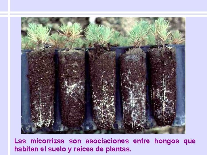 Las micorrizas son asociaciones entre hongos que habitan el suelo y raíces de plantas.