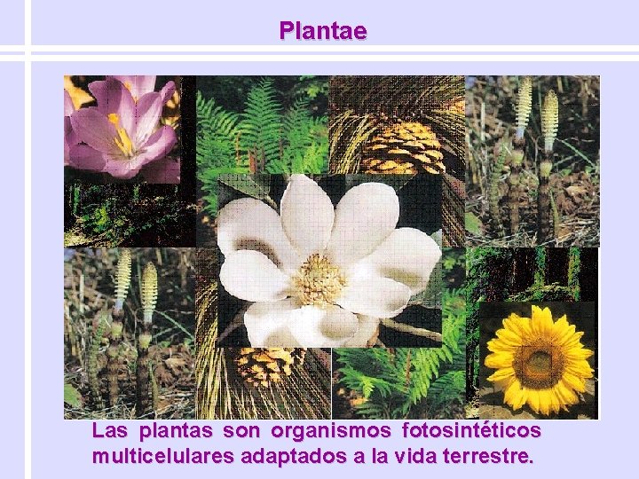 Plantae Las plantas son organismos fotosintéticos multicelulares adaptados a la vida terrestre. 