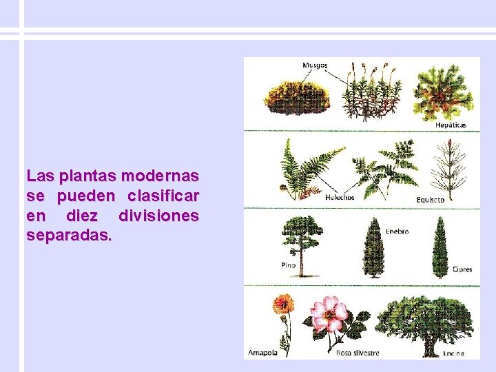 Las plantas modernas se pueden clasificar en diez divisiones separadas. 