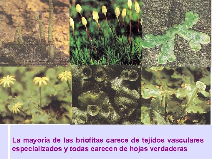 La mayoría de las briofitas carece de tejidos vasculares especializados y todas carecen de