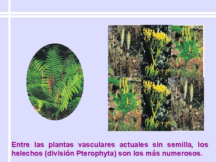 Entre las plantas vasculares actuales sin semilla, los helechos (división Pterophyta) son los más