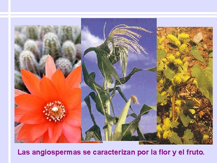 Las angiospermas se caracterizan por la flor y el fruto. 