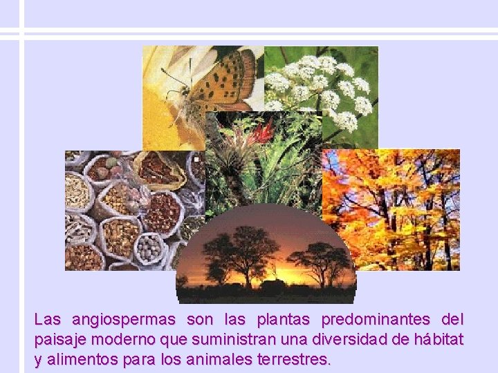 Las angiospermas son las plantas predominantes del paisaje moderno que suministran una diversidad de