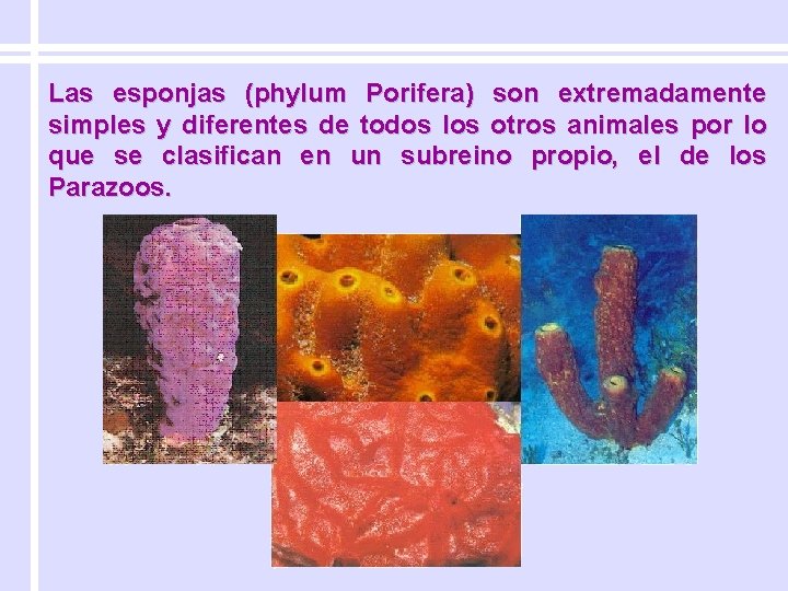 Las esponjas (phylum Porifera) son extremadamente simples y diferentes de todos los otros animales