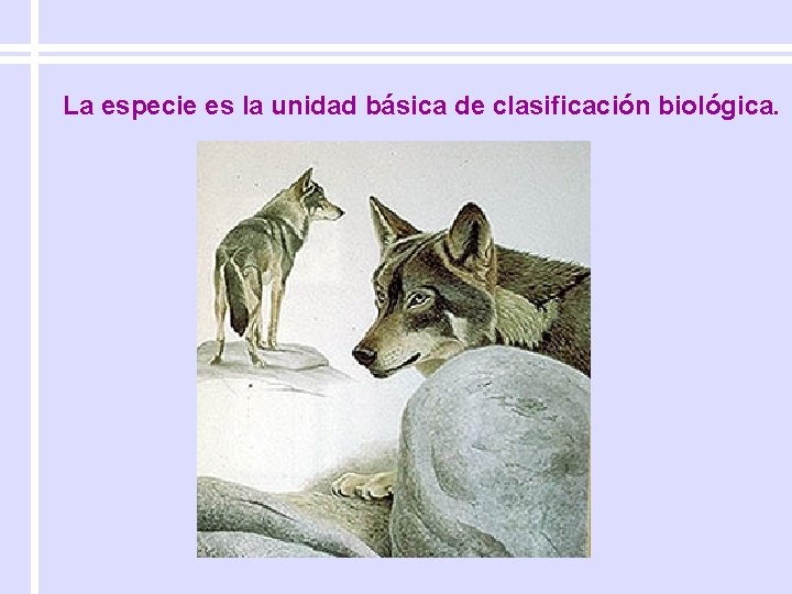 La especie es la unidad básica de clasificación biológica. 