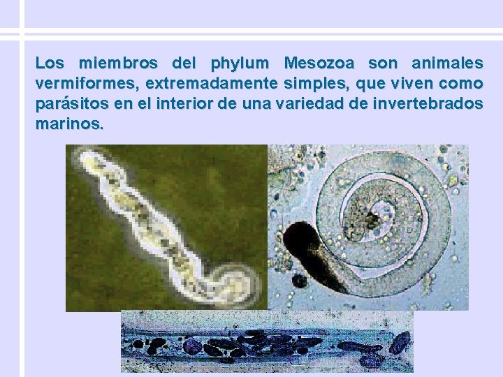 Los miembros del phylum Mesozoa son animales vermiformes, extremadamente simples, que viven como parásitos