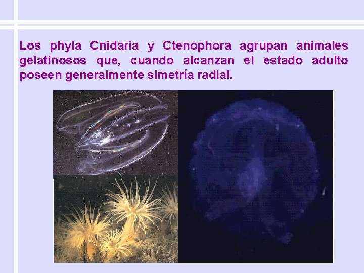 Los phyla Cnidaria y Ctenophora agrupan animales gelatinosos que, cuando alcanzan el estado adulto