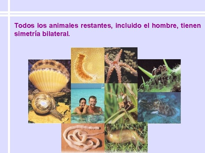 Todos los animales restantes, incluido el hombre, tienen simetría bilateral. 