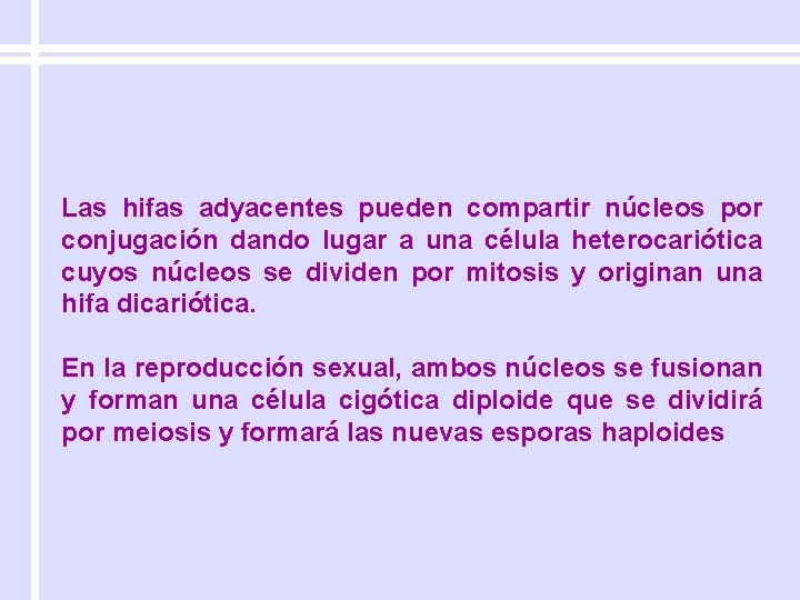 Las hifas adyacentes pueden compartir núcleos por conjugación dando lugar a una célula heterocariótica